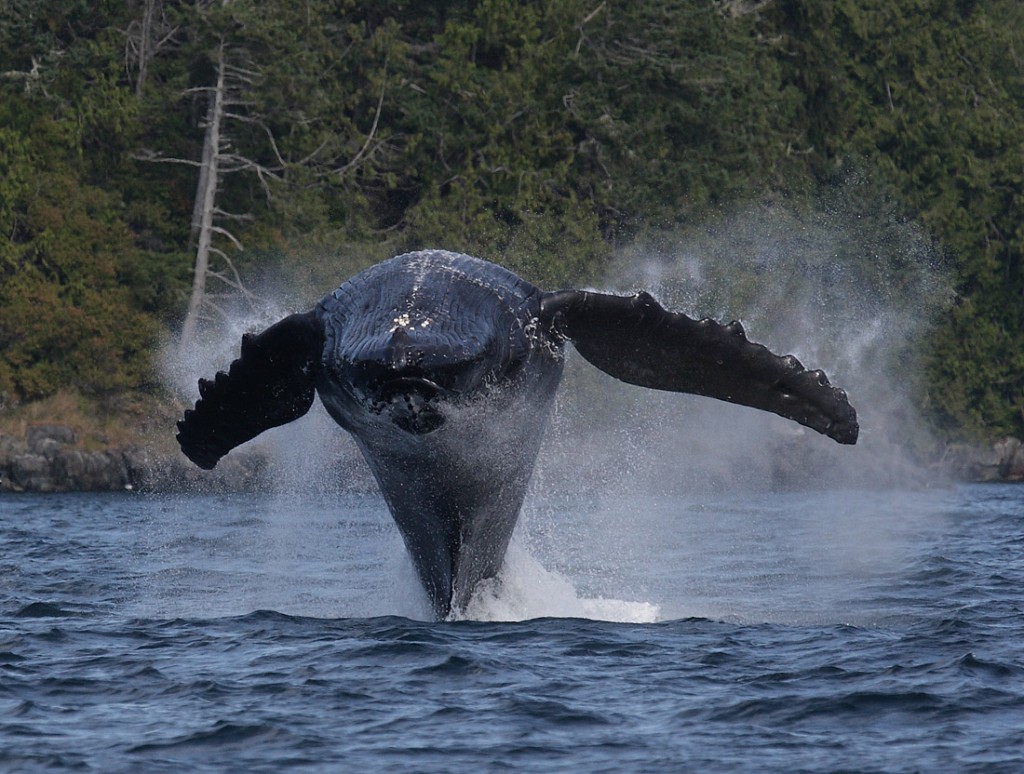 Johnstone Strait, British Columbia, Canada _ travel insurance 